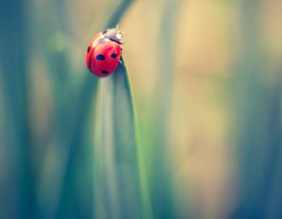 ladybug