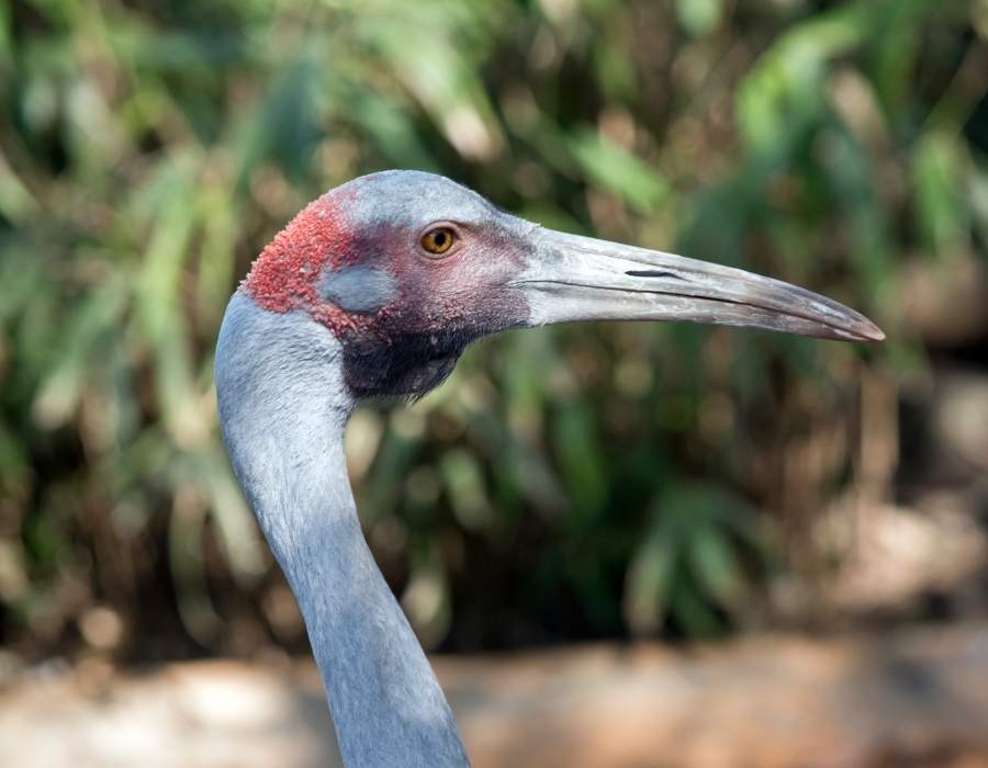 brolga australian crane
