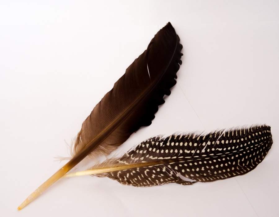 brown and white feather