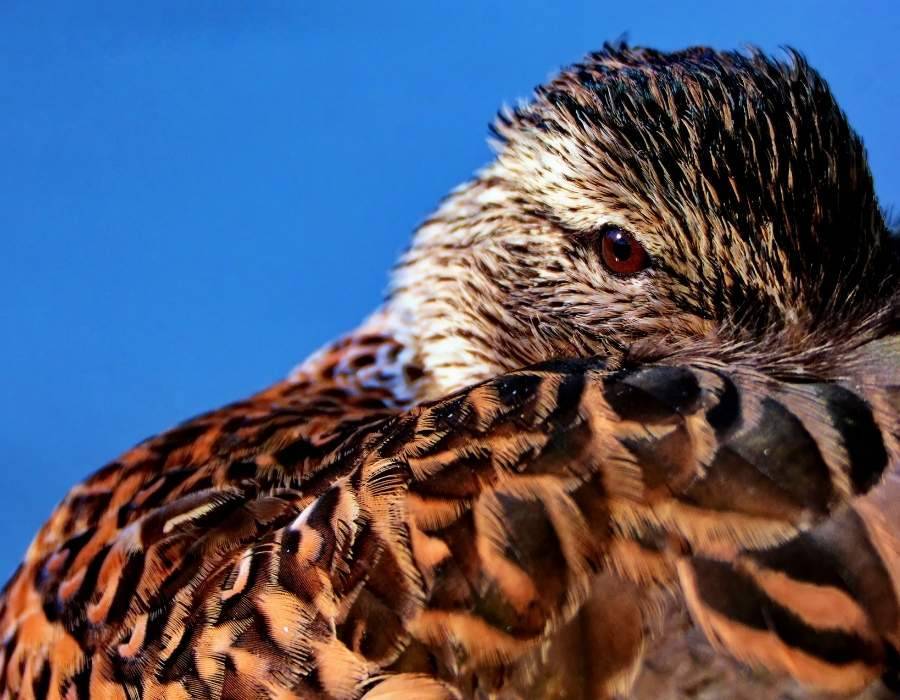 brown feather bird