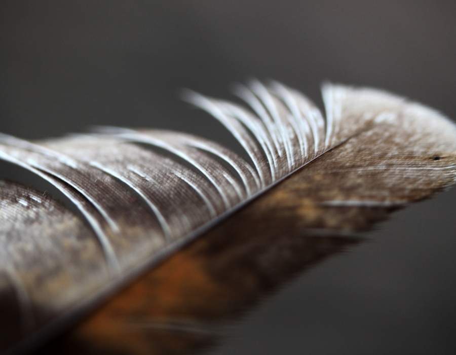 brown feather close
