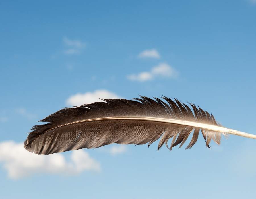 brown feather sky