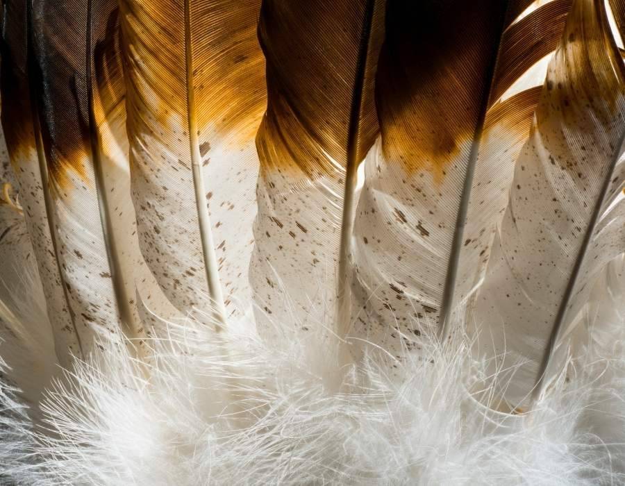 The Brown Feather Meaning: Spiritual Meaning & Symbolism