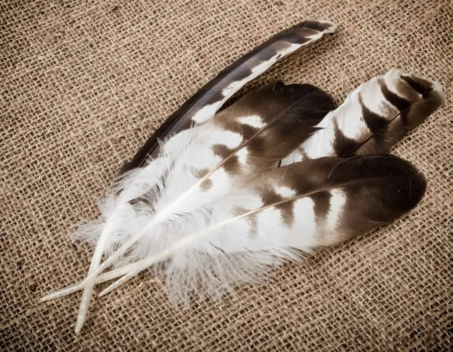 brown feathers