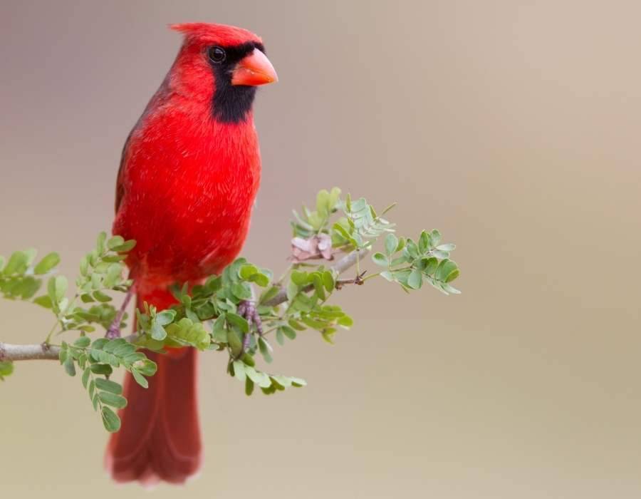 cardinal bird on tree