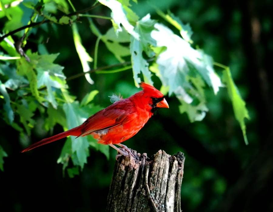 cardinal green background