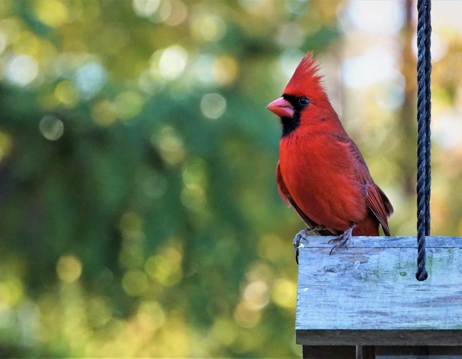 cardinal lookout