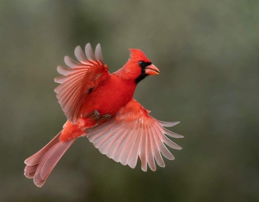 cardinals representing god
