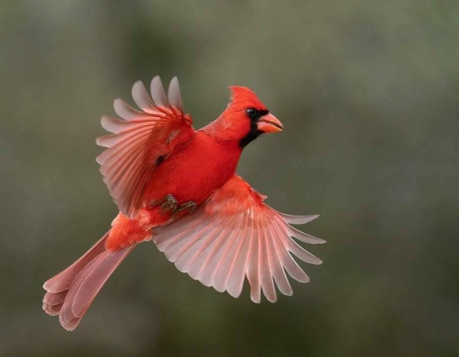 cardinal