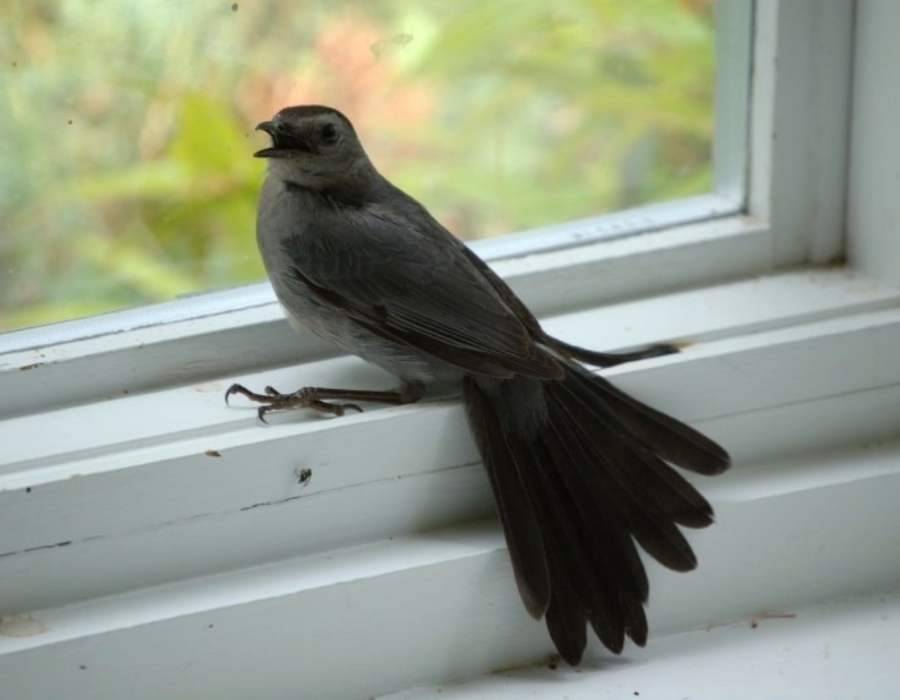 catbird in the window