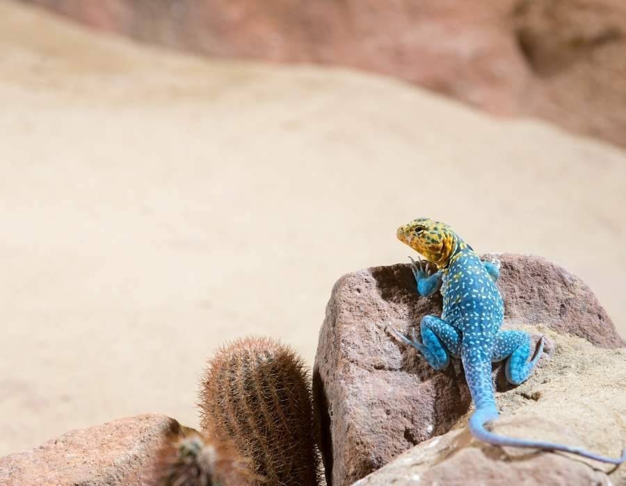 colorful lizard