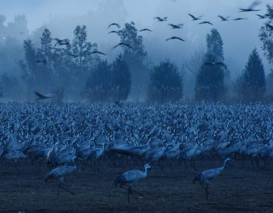 crane birds gather