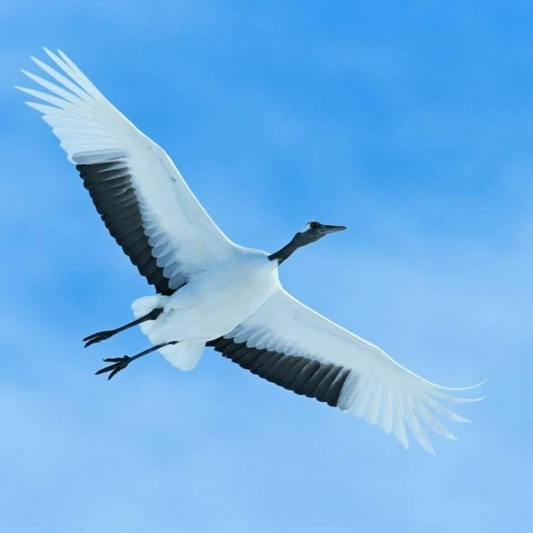 Crane in flight