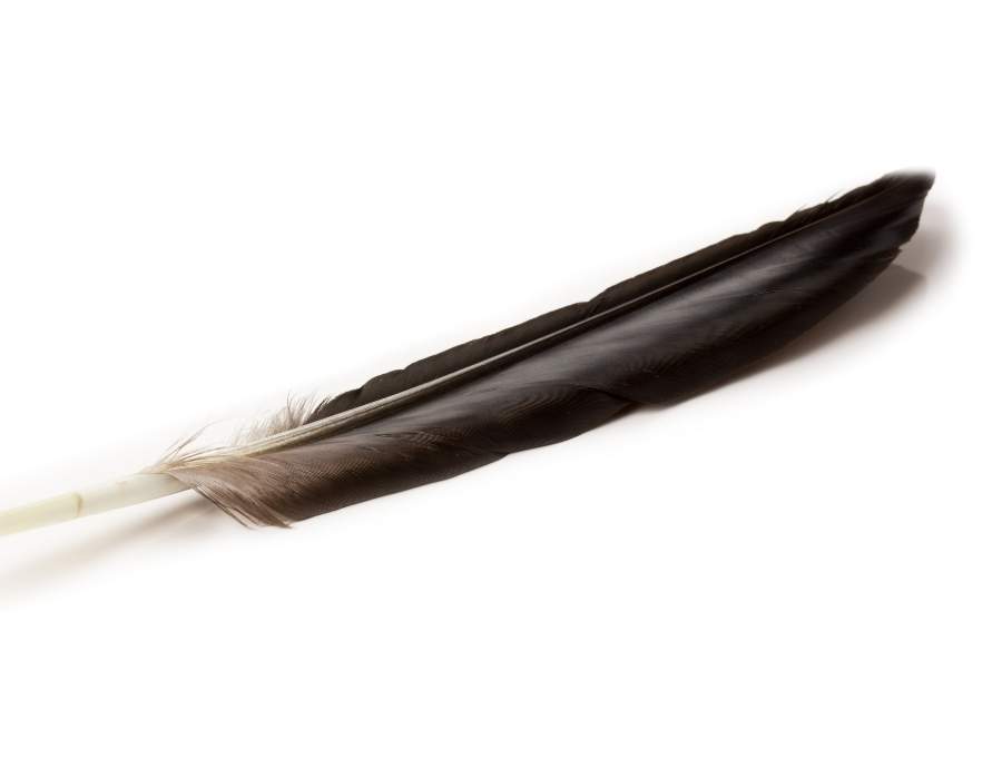 crow feather
