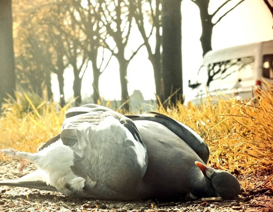 dead pigeon in grass