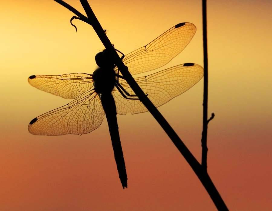 dragonfly backlight sunset