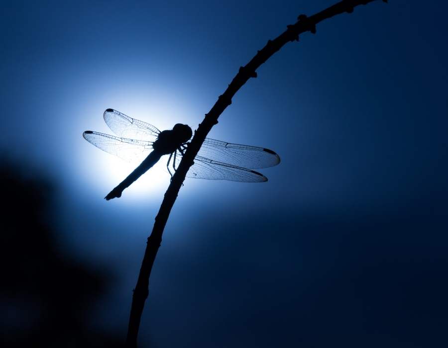 dragonfly backlight