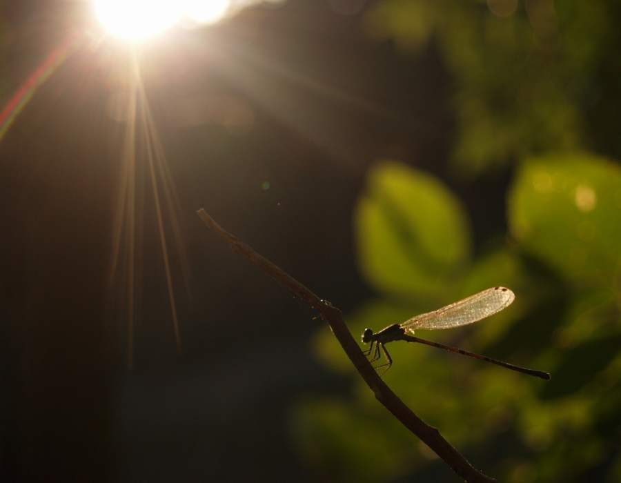 dragonfly sunlight
