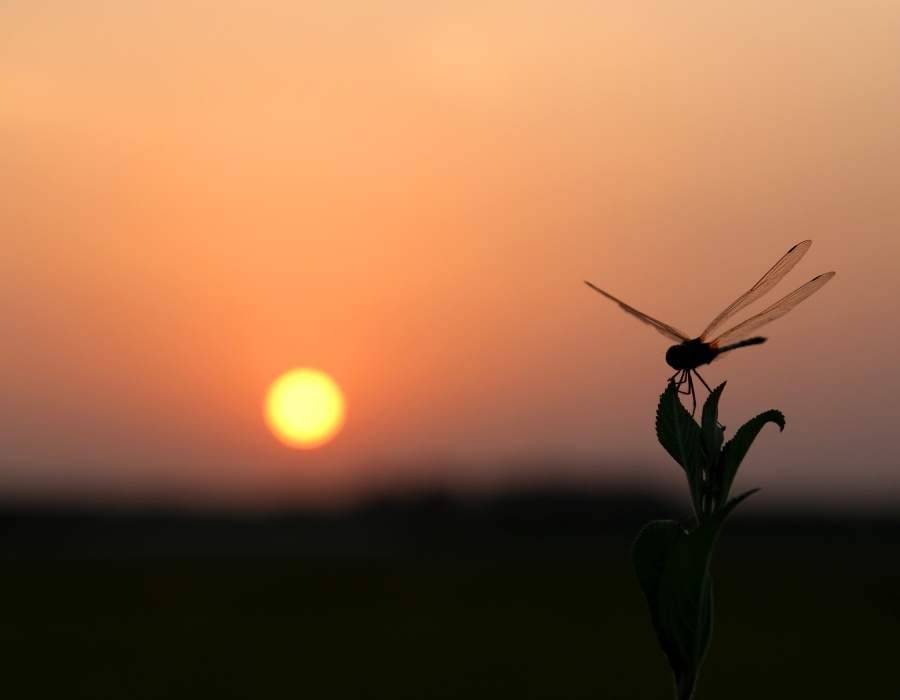 dragonfly sunset