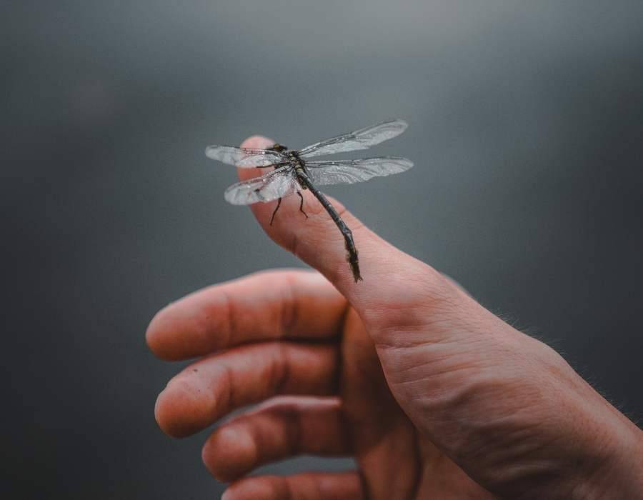 dragonfly on hand