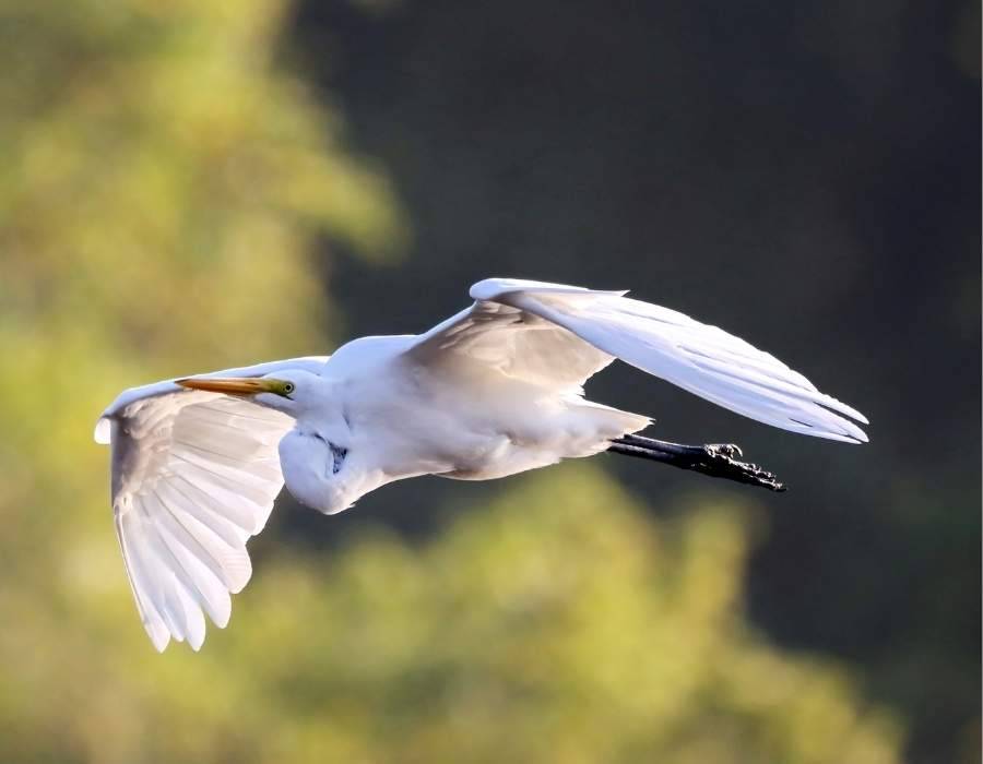 egret in flight