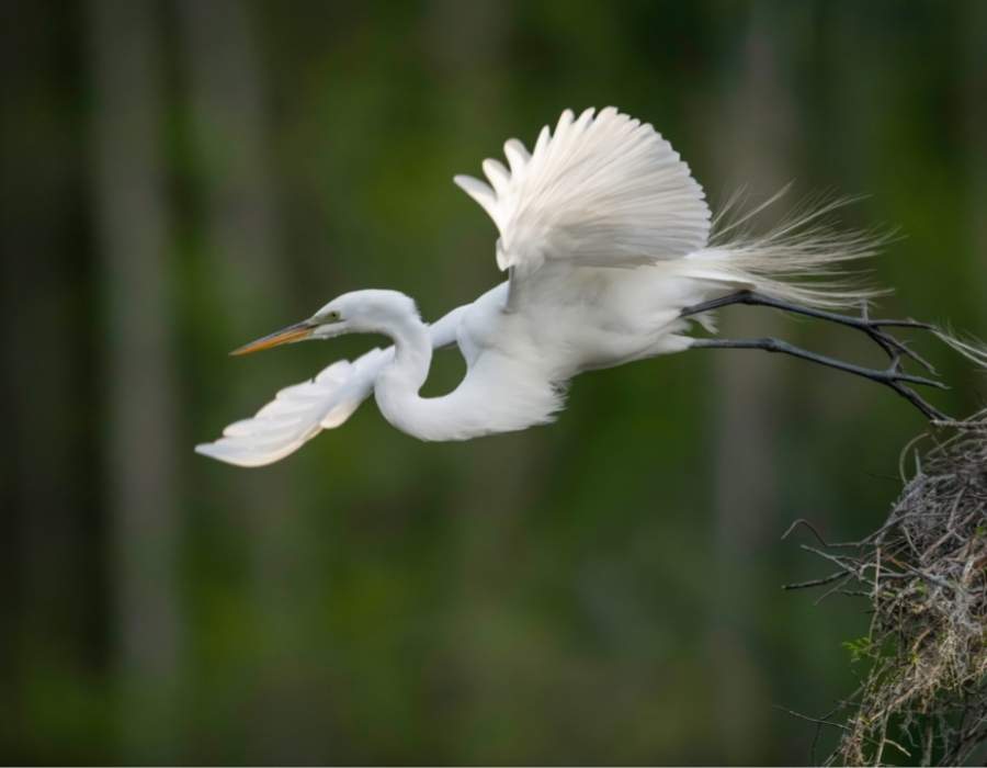 egret taking off Egret Symbolism: The Powerful Message of the Egret - A Symbol of Grace and Purity