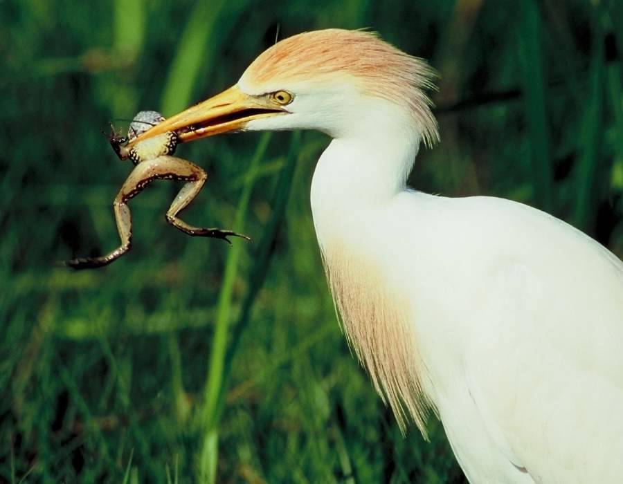 egret with frog