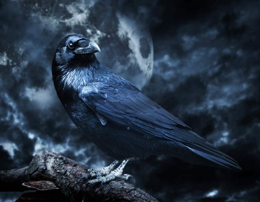 evil raven