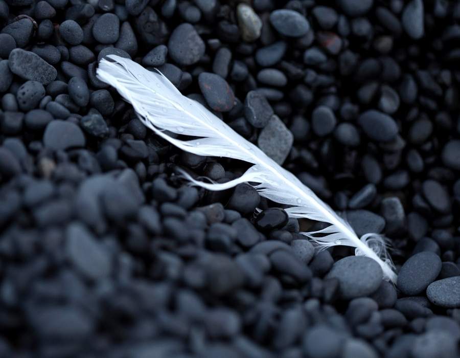 feather on stones Black and White Feather Symbolism: How to Interpret the Spiritual Meaning