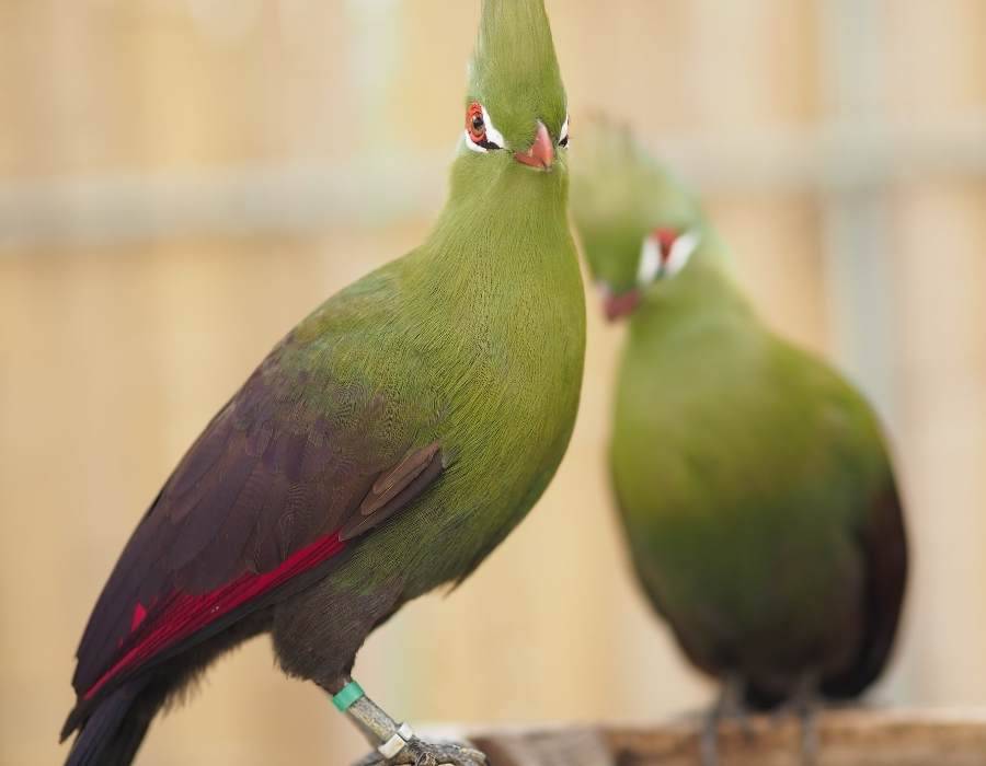 finding green feathers green birds