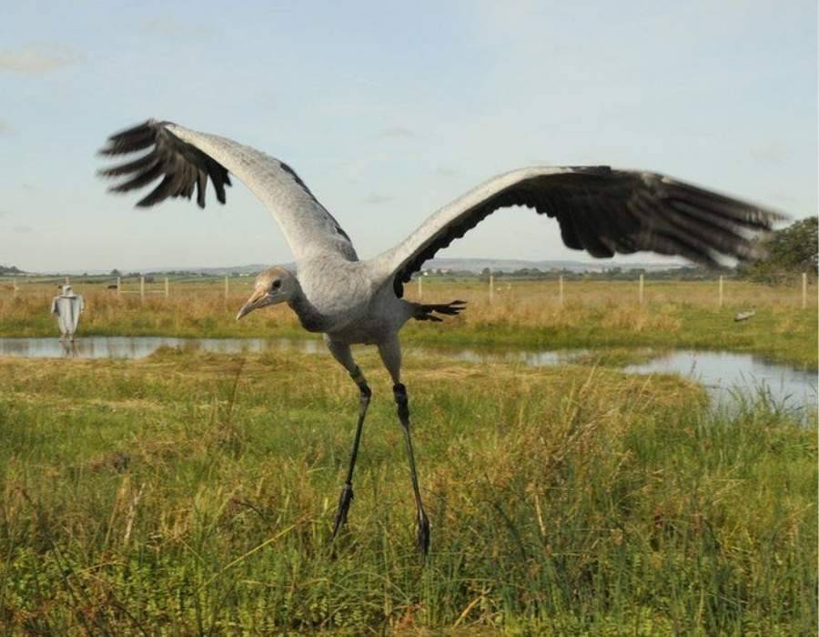 giant crane