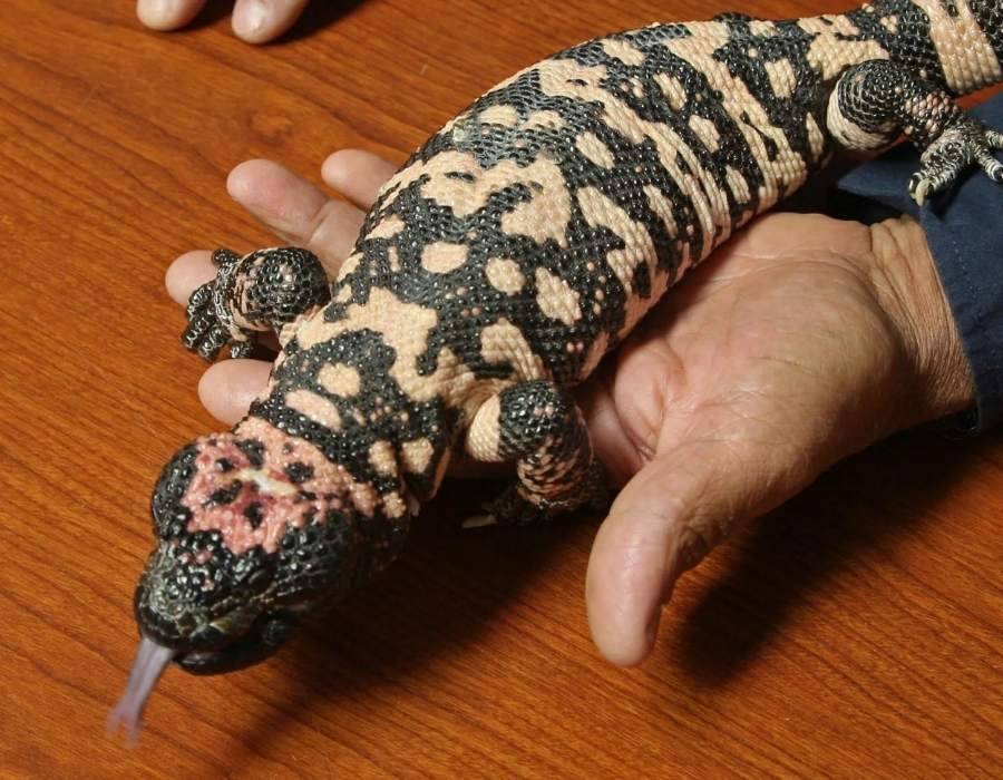 gila monster Lizard In House Meaning: Read This When You've Seen One