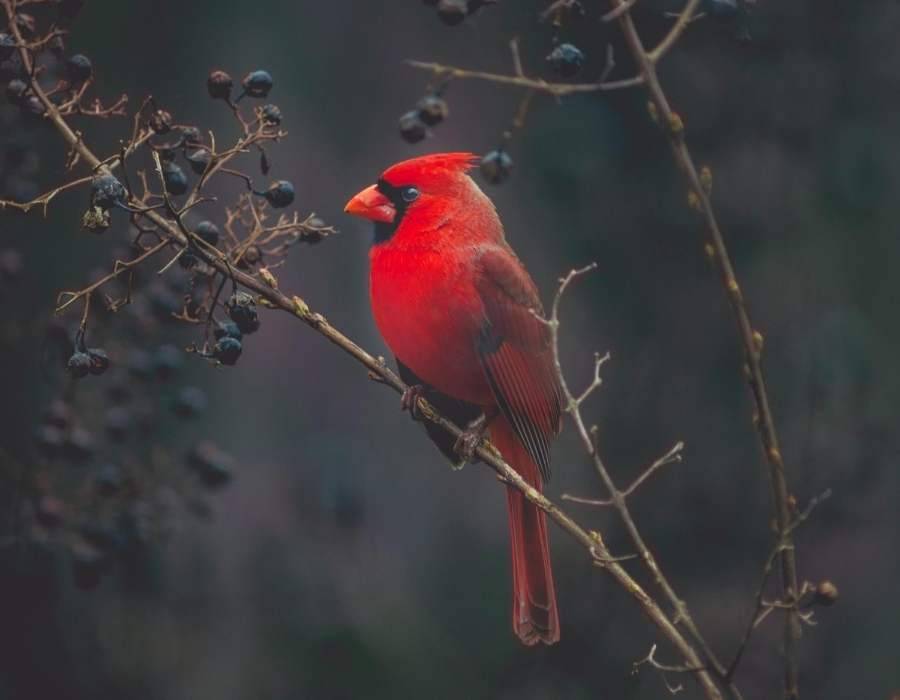 god-like cardinal