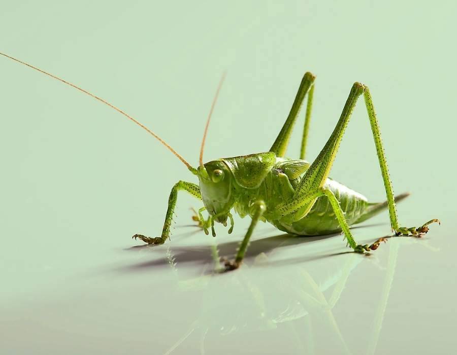 grasshopper inside