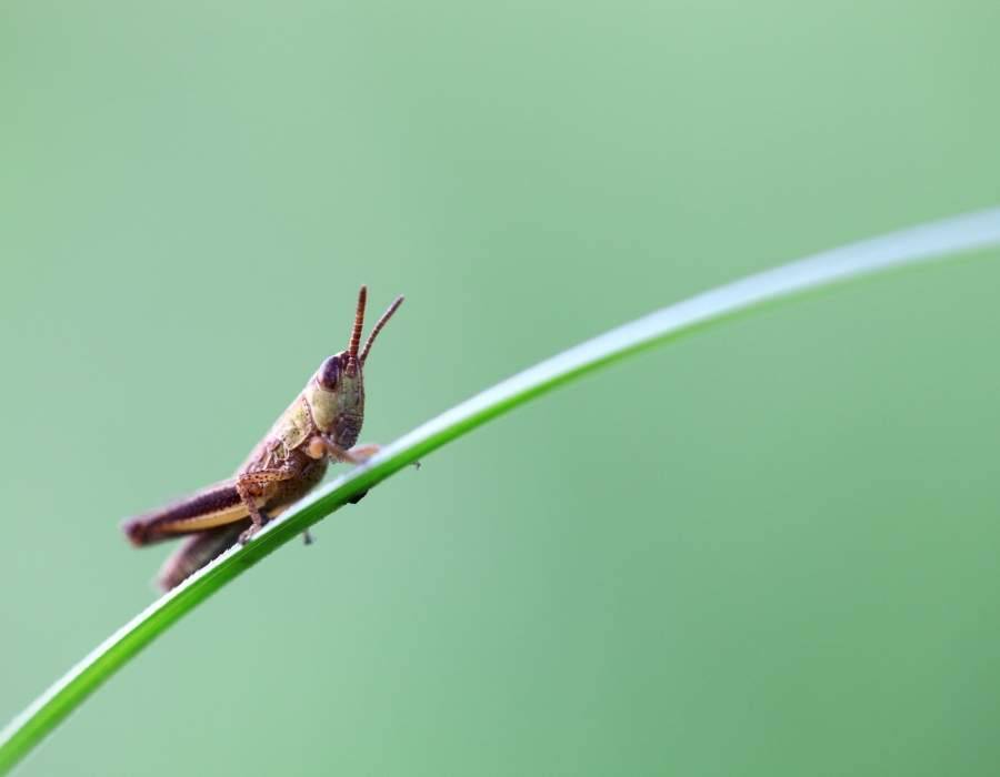 grasshopper on grass