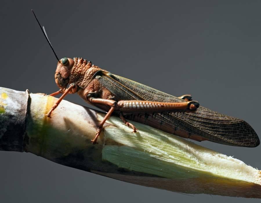 grasshopper photo