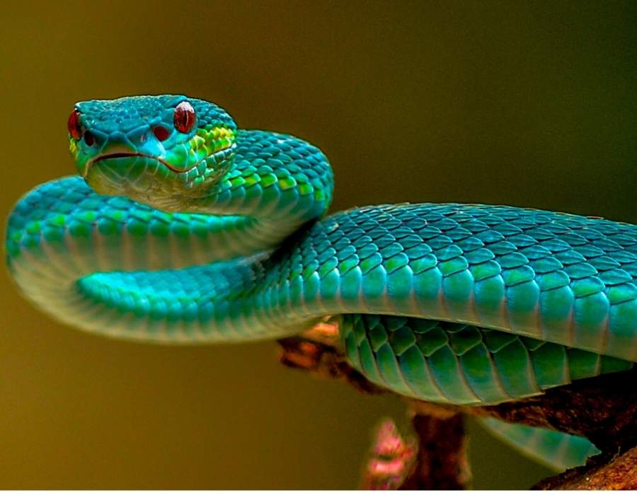 green blue snake