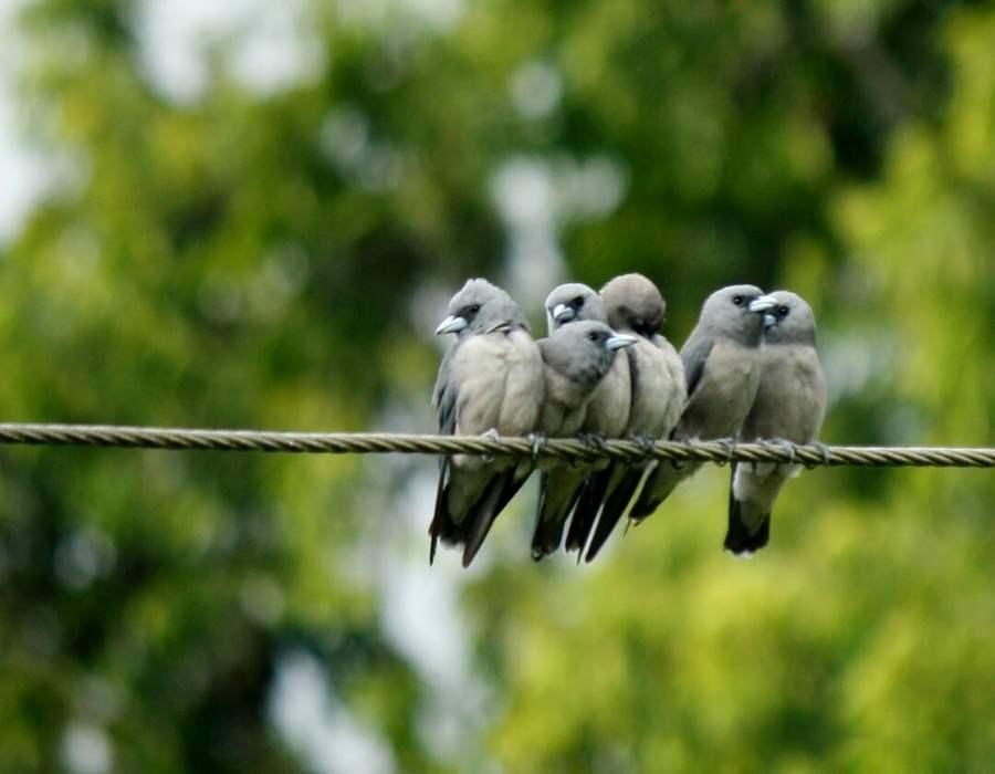 grey birds