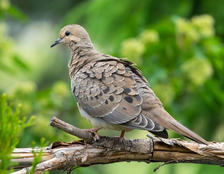 grey mourning dove feathers