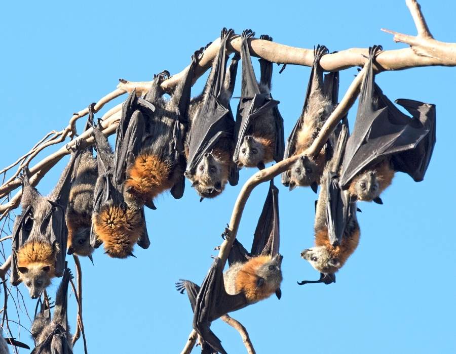 group of bats