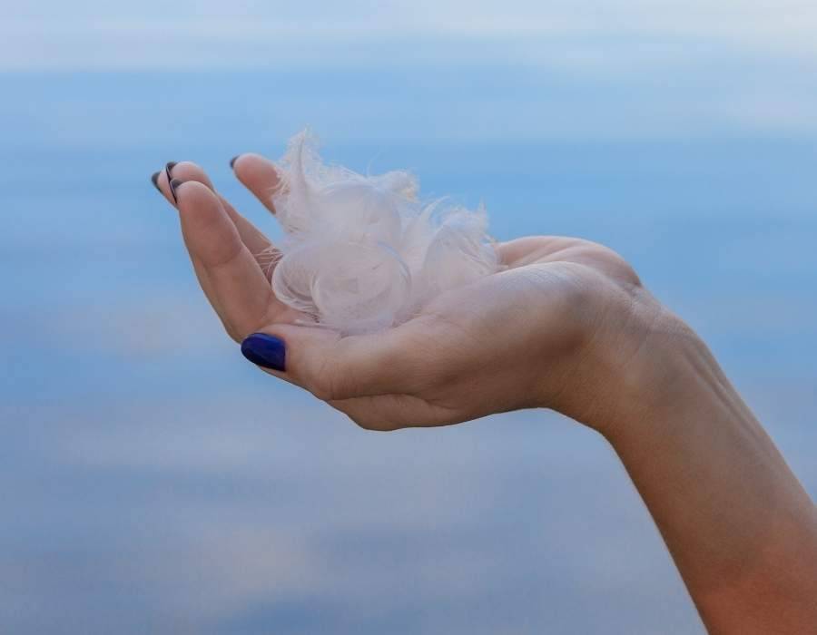 handful swan feathers