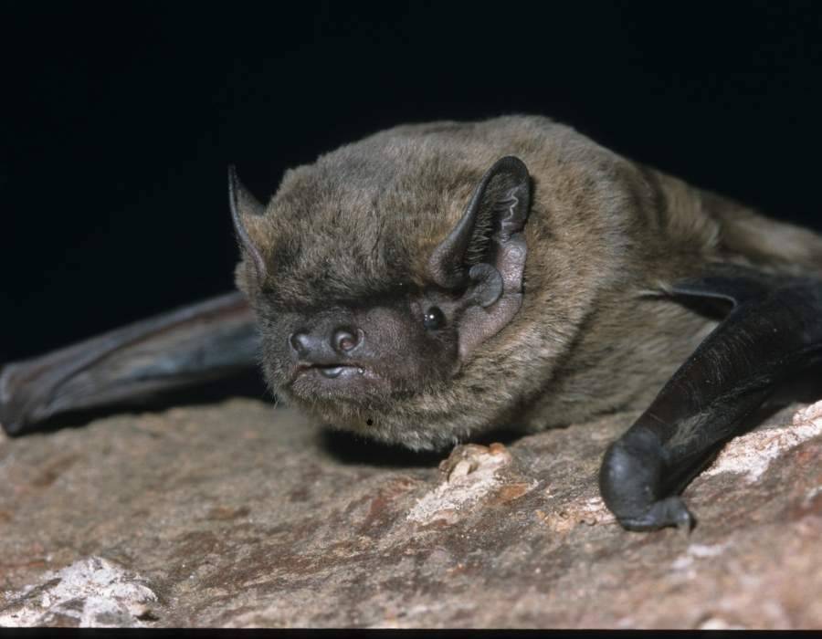 head of bat