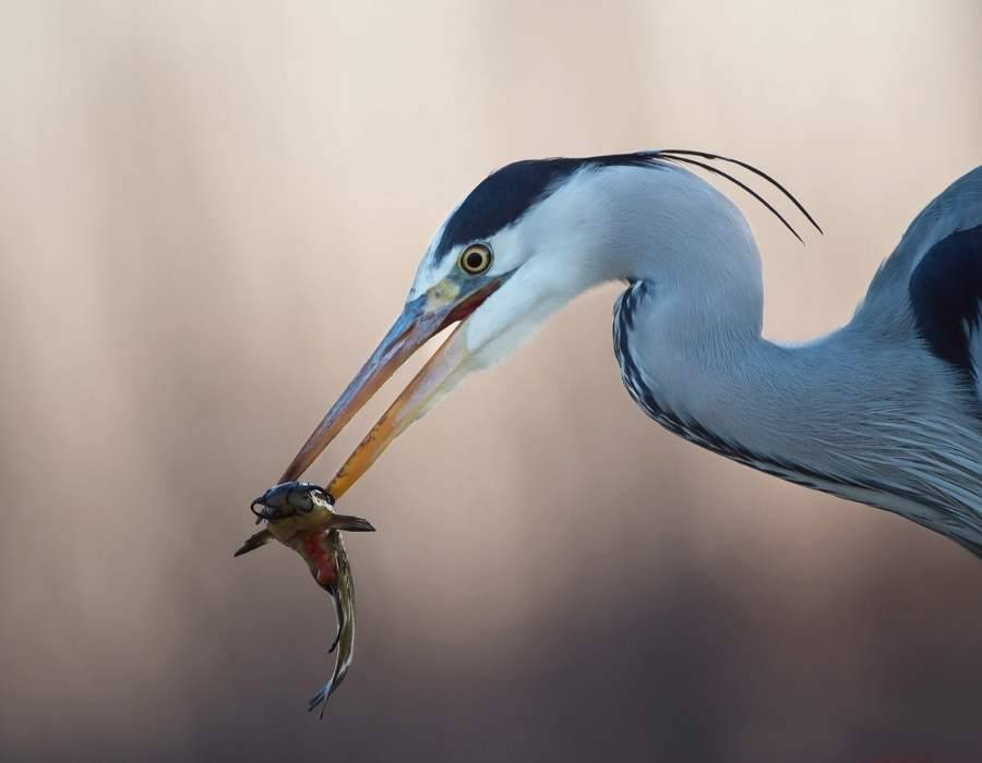 heron catching fish