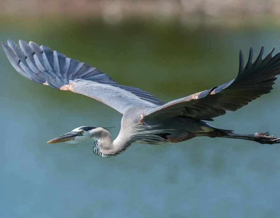 heron in flight