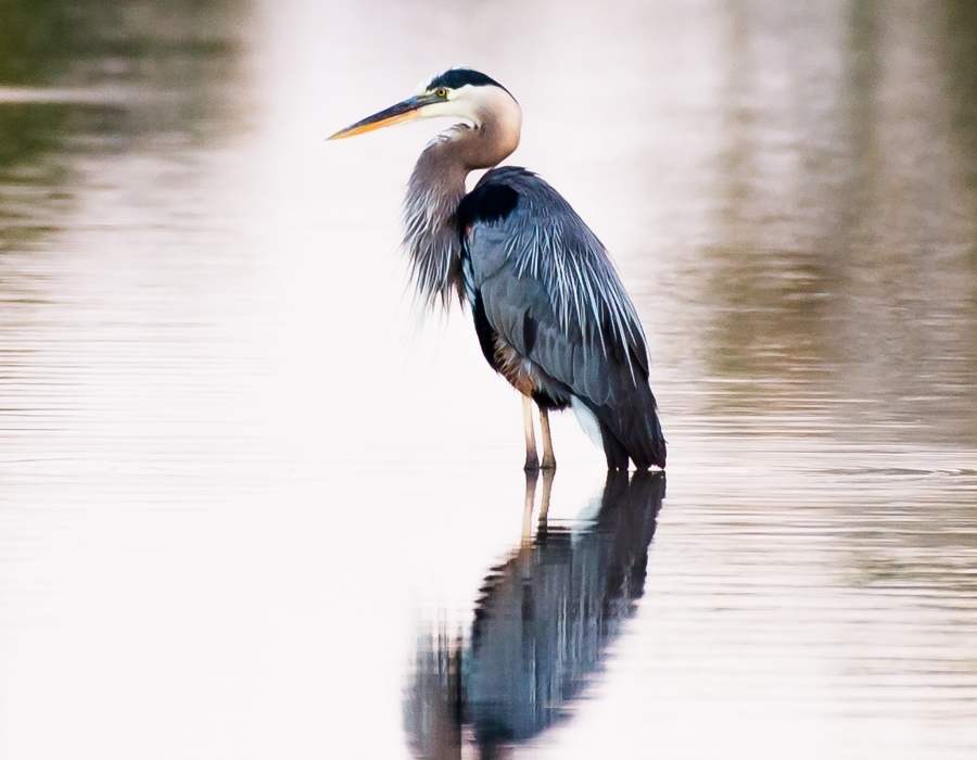 Heron Symbolism: The Many Spiritual Meanings Of The Heron
