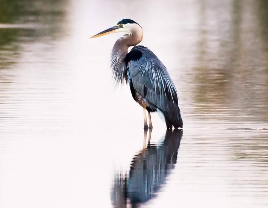 heron in water