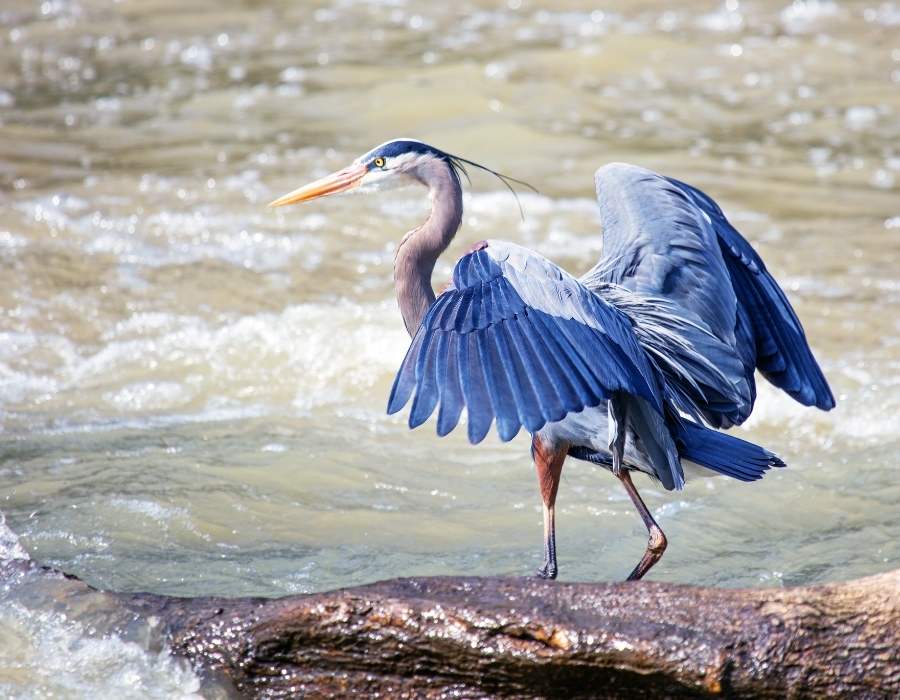 heron near water