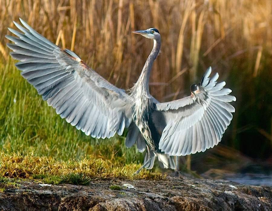 heron showing feathers