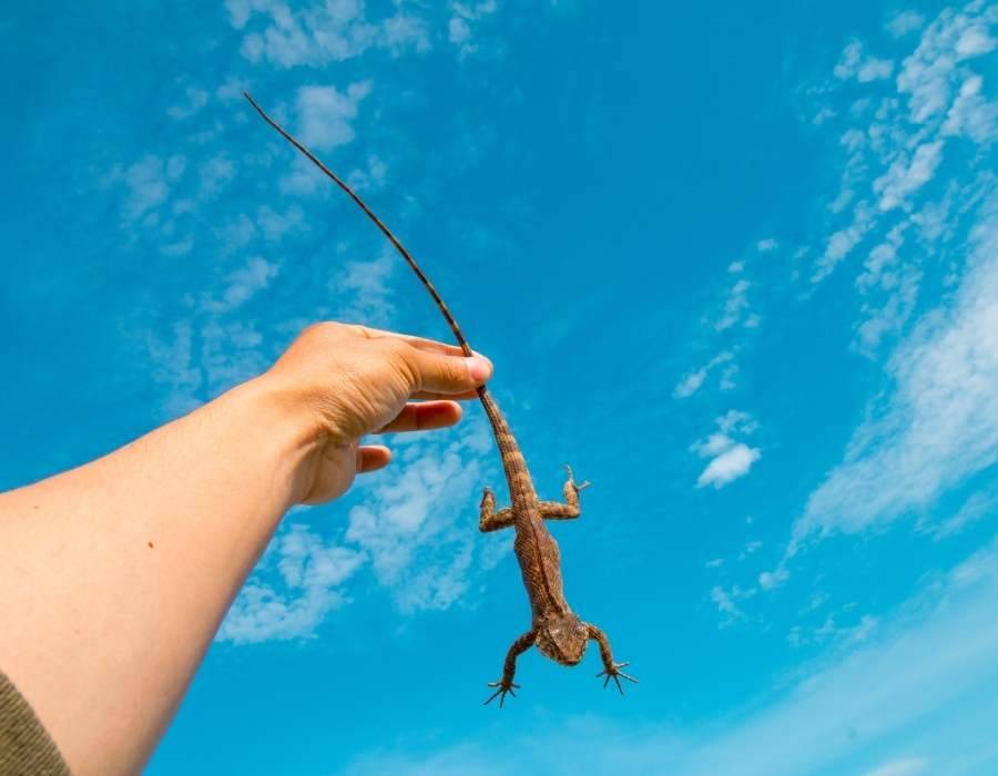 holding a lizard