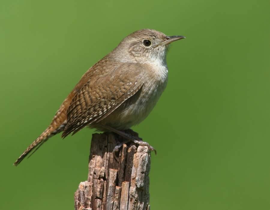 house wren